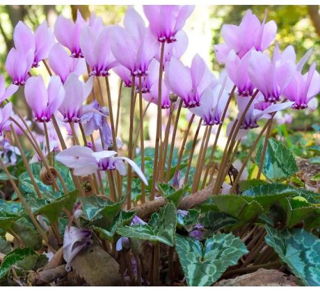 Cyclamen Hederifolium / 3ks v balení
