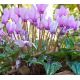 Cyclamen Hederifolium / 3ks v balení