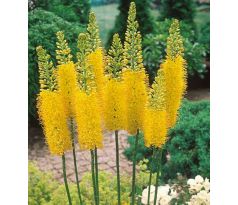 Eremurus stenophyllus / 1ks v balení