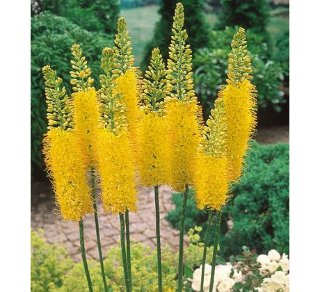 Eremurus stenophyllus / 1ks v balení