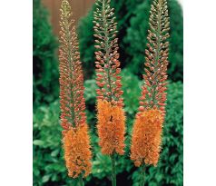 Eremurus Cleopatra / 1ks v balení