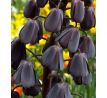 Fritillaria Persica Adyaman / 1ks v balení