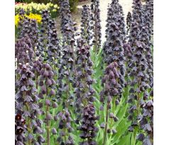 Fritillaria Persica Adyaman / 1ks v balení