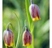 Fritillaria Uva-Vulpis / 10ks v balení