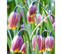 Fritillaria Uva-Vulpis / 10ks v balení