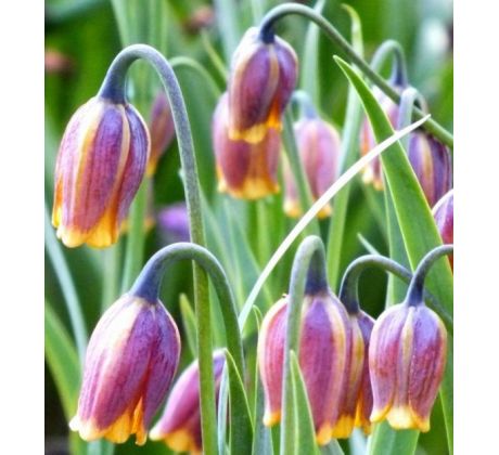 Fritillaria Uva-Vulpis / 10ks v balení