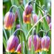 Fritillaria Uva-Vulpis / 10ks v balení
