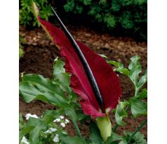 Dracunculus Vulgaris