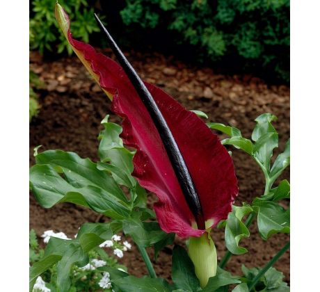 Dracunculus Vulgaris