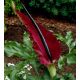 Dracunculus Vulgaris