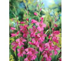 Gladiolus comm. ssp byzantinus / 10ks v balení