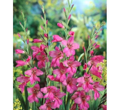 Gladiolus comm. ssp byzantinus / 10ks v balení