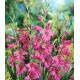 Gladiolus comm. ssp byzantinus / 10ks v balení