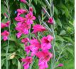 Gladiolus comm. ssp byzantinus / 10ks v balení