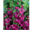 Gladiolus comm. ssp byzantinus / 10ks v balení