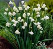Leucojum aestivum / 5ks v balení