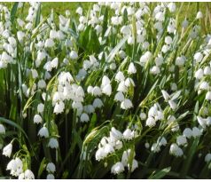 Leucojum aestivum / 5ks v balení