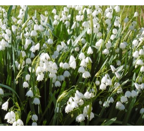 Leucojum aestivum / 5ks v balení