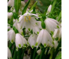 Leucojum aestivum - Giant / 5ks v balení