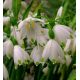 Leucojum aestivum - Giant / 5ks v balení