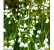 Leucojum aestivum - Giant / 5ks v balení
