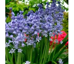 Hyacinthoides hispanica blue / 10ks v balení