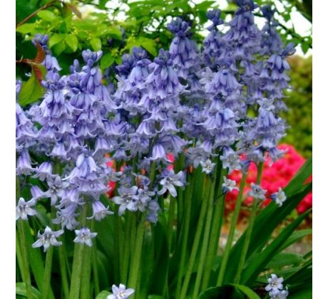 Hyacinthoides hispanica blue / 10ks v balení