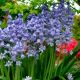 Hyacinthoides hispanica blue / 10ks v balení