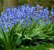 Hyacinthoides hispanica blue / 10ks v balení