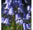 Hyacinthoides hispanica blue / 10ks v balení