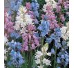 Hyacinthoides hispanica mix / 10ks v balení
