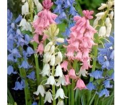 Hyacinthoides hispanica mix / 10ks v balení