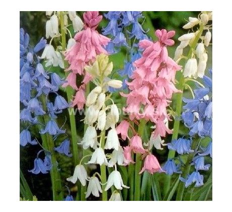 Hyacinthoides hispanica mix / 10ks v balení