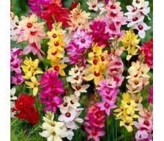 Ixia African Cornlili - mixed / 15ks v balení
