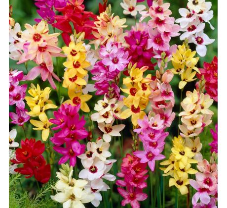 Ixia African Cornlili - mixed / 15ks v balení
