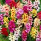 Ixia African Cornlili - mixed / 15ks v balení