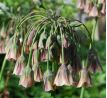 Nectaroscordum siculum / 5ks v balení
