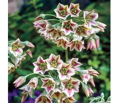 Nectaroscordum siculum / 5ks v balení