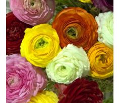 Ranunculus asiaticus - mixed / 10ks v balení