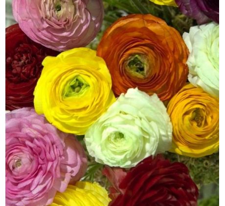 Ranunculus asiaticus - mixed / 10ks v balení