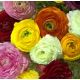 Ranunculus asiaticus - mixed / 10ks v balení