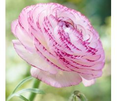 Ranunculus Picotee Pink