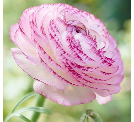 Ranunculus Picotee Pink