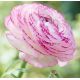 Ranunculus Picotee Pink