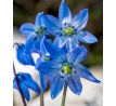 Scilla siberica / 10ks v balení