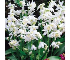Scilla siberica Alba / 10ks v balení