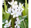 Scilla siberica Alba / 10ks v balení