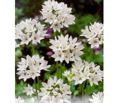 Triteleia hyacinthina / 15ks v balení