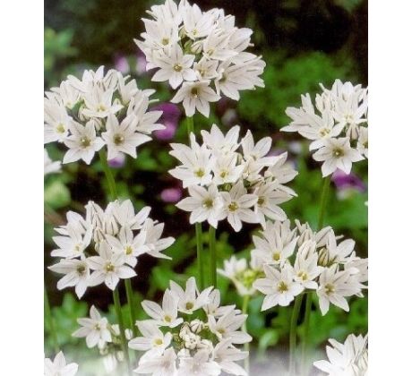 Triteleia hyacinthina / 15ks v balení