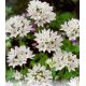 Triteleia hyacinthina / 15ks v balení